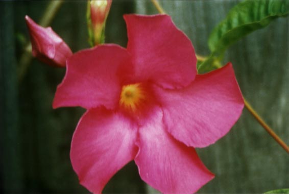 Strictly Hibiscus