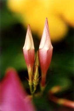 Strictly Hibiscus