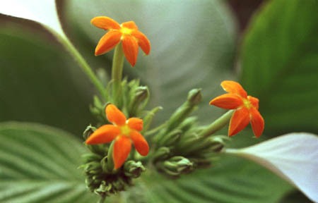 Mussaenda