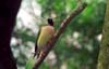 Gouldian