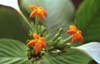 Mussaenda